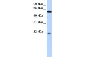WB Suggested Anti-PM20D2 Antibody Titration: 0. (PM20D2 Antikörper  (Middle Region))
