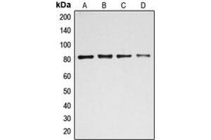 Western Blotting (WB) image for anti-BTB and CNC Homology 1, Basic Leucine Zipper Transcription Factor 1 (BACH1) (Center) antibody (ABIN7294994)