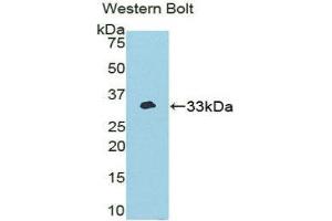 Western Blotting (WB) image for anti-NIMA (Never in Mitosis Gene A)-Related Kinase 2 (NEK2) (AA 148-397) antibody (ABIN1859977)