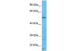 Western Blotting (WB) image for anti-Transcription Factor AP-2 alpha (Activating Enhancer Binding Protein 2 Alpha) (TFAP2A) (N-Term) antibody (ABIN5515370)