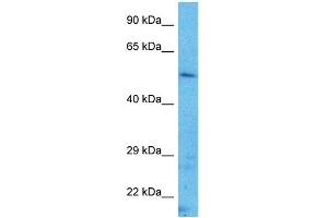 Host:  Rabbit  Target Name:  TFAP2A  Sample Type:  Hela Whole Cell lysates  Antibody Dilution:  1.