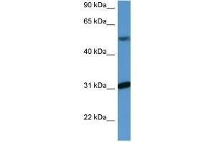 Western Blotting (WB) image for anti-WD Repeat Domain 83 (wdr83) (C-Term) antibody (ABIN2788430)