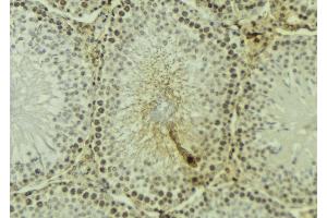 ABIN6277188 at 1/100 staining Mouse testis tissue by IHC-P. (UHRF1 Antikörper  (N-Term))