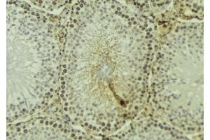 ABIN6277188 at 1/100 staining Mouse testis tissue by IHC-P.