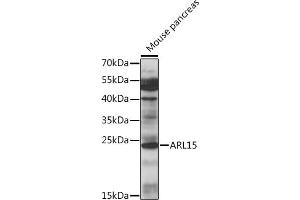 Western blot analysis of extracts of mouse pancreas, using  antibody (ABIN7265491) at 1:1000 dilution. (ARL15 Antikörper  (AA 1-204))