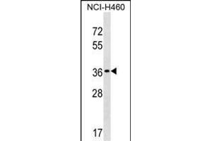 TP53TG5 Antibody (Center) (ABIN1537832 and ABIN2849793) western blot analysis in NCI- cell line lysates (35 μg/lane). (TP53TG5 Antikörper  (AA 134-161))