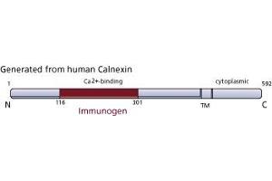 Image no. 3 for anti-Calnexin (CANX) (AA 116-301) antibody (ABIN968018) (Calnexin Antikörper  (AA 116-301))