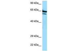 Image no. 1 for anti-AarF Domain Containing Kinase 2 (ADCK2) (AA 523-572) antibody (ABIN6747375) (ADCK2 Antikörper  (AA 523-572))