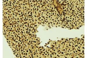 ABIN6277253 at 1/100 staining Mouse liver tissue by IHC-P. (Thymopoietin Antikörper  (Internal Region))