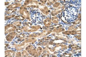 SDF2 antibody was used for immunohistochemistry at a concentration of 4-8 ug/ml.