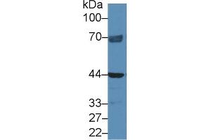 NAGA anticorps  (AA 18-217)