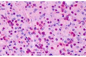 Human Pancreas: Formalin-Fixed, Paraffin-Embedded (FFPE) (TPI1 Antikörper  (AA 274-286))