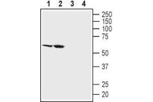 Western Blotting (WB) image for anti-Solute Carrier Family 5 (Sodium/glucose Cotransporter), Member 2 (SLC5A2) (AA 242-257), (Extracellular) antibody (ABIN7043736)