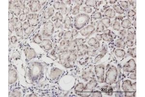 Immunoperoxidase of monoclonal antibody to ANGPTL7 on formalin-fixed paraffin-embedded human salivary gland. (ANGPTL7 Antikörper  (AA 27-126))