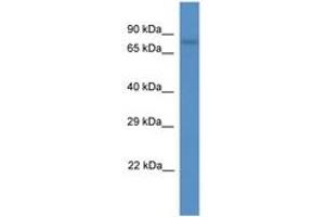 Image no. 1 for anti-Sciellin (SCEL) (AA 540-589) antibody (ABIN6746322) (SCEL Antikörper  (AA 540-589))