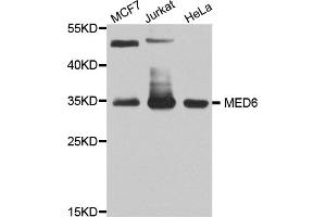 Western blot analysis of extracts of various cell lines, using MED6 antibody (ABIN5974801) at 1/1000 dilution. (MED6 Antikörper)