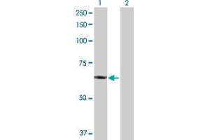 Western Blot analysis of PLTP expression in transfected 293T cell line by PLTP MaxPab polyclonal antibody. (PLTP Antikörper  (AA 1-493))