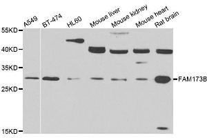 Western blot analysis of extracts of various cell lines, using FAM173B antibody. (FAM173B Antikörper  (AA 1-233))