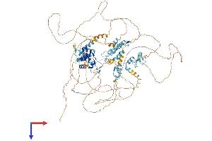 Basonuclin 1 Protein (BNC1) (AA 1-994) (His tag)