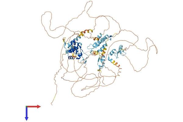 Basonuclin 1 Protein (BNC1) (AA 1-994) (His tag)