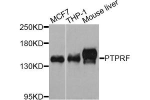 Western blot analysis of extracts of various cells, using PTPRF antibody.