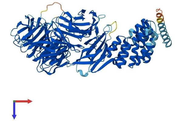 IFT80 Protein (AA 1-777) (His tag)