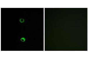 Immunofluorescence analysis of MCF-7 cells, using OR3A2 antibody. (OR3A2 Antikörper  (C-Term))