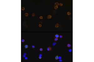 Immunofluorescence analysis of 293T-BC-Flag-GFP-N cells using Mouse anti DDDDK-Tag mAb (ABIN3020558, ABIN3020559, ABIN3020560 and ABIN1512923) at dilution of 1:100 (40x lens). (DYKDDDDK Tag Antikörper)