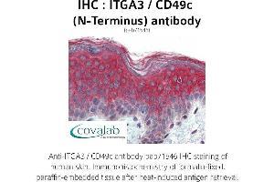 Image no. 2 for anti-Integrin, alpha 3 (ITGA3) (N-Term) antibody (ABIN1736068)