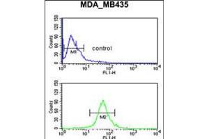 Flow cytometric analysis of MDA-MB435 cells (bottom histogram) compared to a negative control cell (top histogram). (GABRD Antikörper  (AA 331-358))