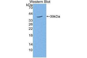 Western Blotting (WB) image for anti-Trophoblast Glycoprotein (TPBG) (AA 34-356) antibody (ABIN2118920) (TPBG Antikörper  (AA 34-356))