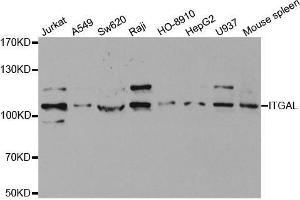 ITGAL Antikörper  (AA 26-306)