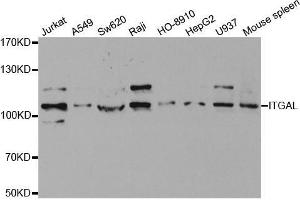 Western blot analysis of extracts of various cell lines, using ITGAL antibody. (ITGAL Antikörper  (AA 26-306))