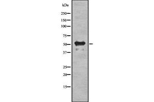 Western blot analysis of C13orf34 using HT29 whole cell lysates