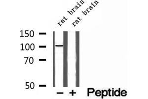 Western blot analysis of extracts of rat brain tissue, using Synaptopodin antibody. (SYNPO2 Antikörper  (Internal Region))