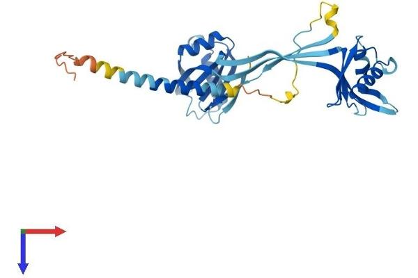 NMI Protein (AA 1-307) (His tag)
