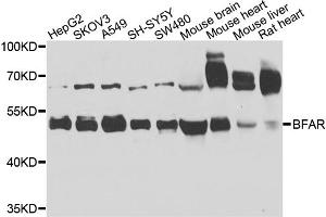 Western blot analysis of extracts of various cell lines, using BFAR antibody (ABIN5974824) at 1/1000 dilution. (BFAR Antikörper)