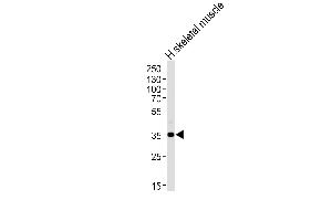 Western blot analysis of lysate from human skeletal muscle tissue lysate, using P1R3B Antibody (C-term) (ABIN1536841 and ABIN2849732).