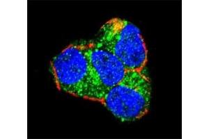Confocal immunofluorescent analysis of AKT2 antibody with 293 cells followed by Alexa Fluor 488-conjugated goat anti-rabbit lgG (green).