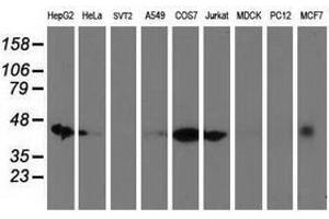 Image no. 2 for anti-DnaJ (Hsp40) Homolog, Subfamily A, Member 2 (DNAJA2) antibody (ABIN1497865)