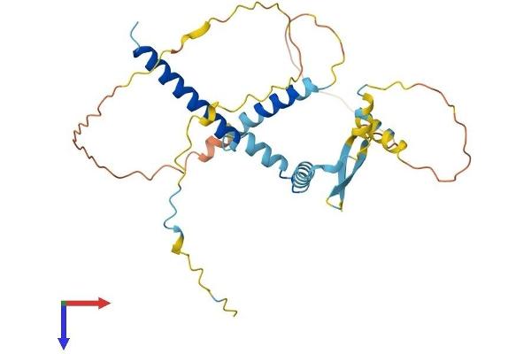 CFDP1 Protein (AA 1-299) (His tag)