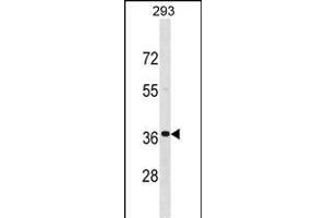 TNNT3 Antibody (C-term) (ABIN1537681 and ABIN2848671) western blot analysis in 293 cell line lysates (35 μg/lane). (TNNT3 Antikörper  (C-Term))
