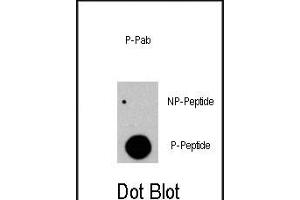 Dot blot analysis of anti-RAF1-p Phospho-specific Pab (R) on nitrocellulose membrane. (RAF1 Antikörper  (pTyr341))