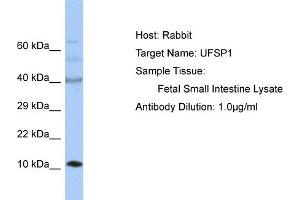 Host: Rabbit Target Name: UFSP1 Sample Tissue: Human Fetal Small Intestine Antibody Dilution: 1ug/ml (UFSP1 Antikörper  (C-Term))