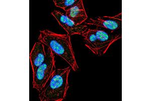 Immunofluorescence analysis of Hela cells using PLCG2 mouse mAb (green). (Phospholipase C gamma 2 Antikörper  (pTyr753))