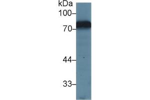 Western blot analysis of Mouse Kidney lysate, using Mouse TRF Antibody (1 µg/ml) and HRP-conjugated Goat Anti-Rabbit antibody (