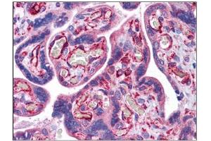 Human Placenta: Formalin-Fixed, Paraffin-Embedded (FFPE) (STAU1/Staufen Antikörper  (C-Term))