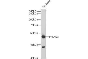 Western blot analysis of extracts of Rat heart, using PRK antibody (ABIN6129909, ABIN6146189, ABIN6146191 and ABIN6218391) at 1:1000 dilution. (PRKAG3 Antikörper  (AA 1-210))