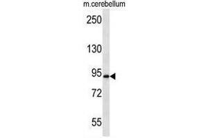 APBA2 Antibody (Center) western blot analysis in mouse cerebellum tissue lysates (35µg/lane).
