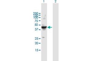 Western Blot analysis of FLOT2 expression in transfected 293T cell line by FLOT2 MaxPab polyclonal antibody.